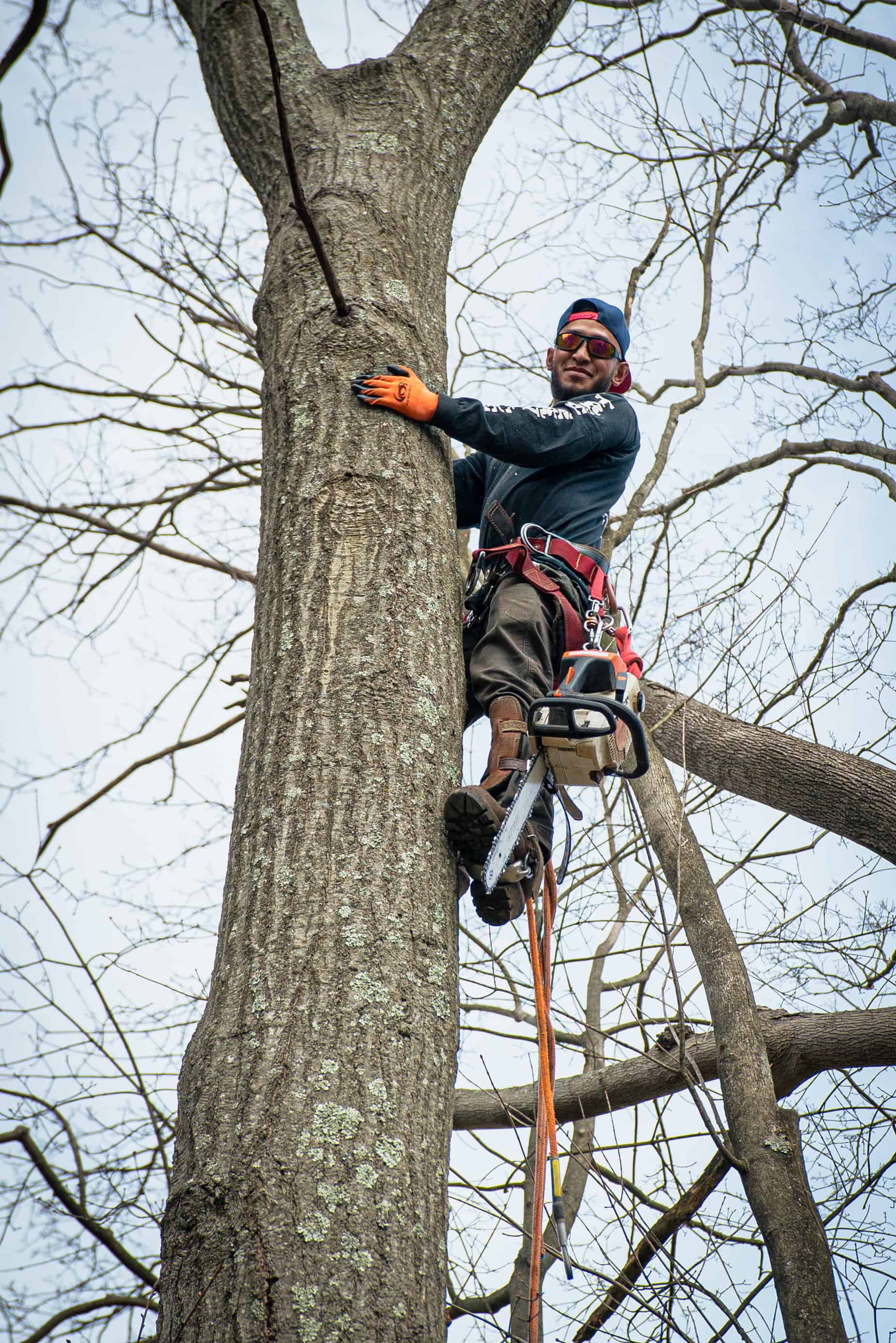 Suffolk County Tree Service