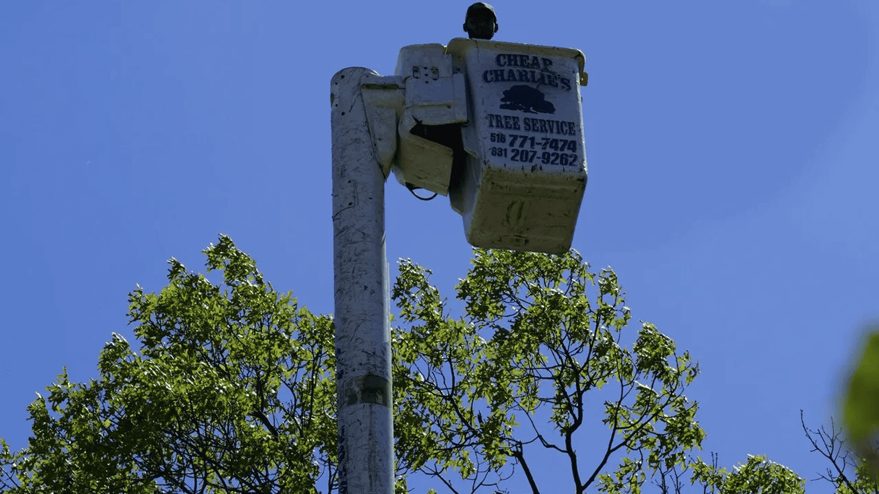 Nassau County Tree Trimming