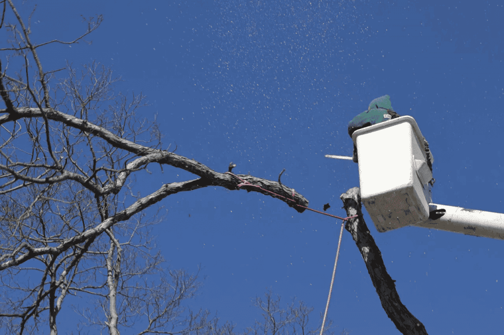 Tree Services Company Nassau County, NY Cheap Charlie's Tree Service