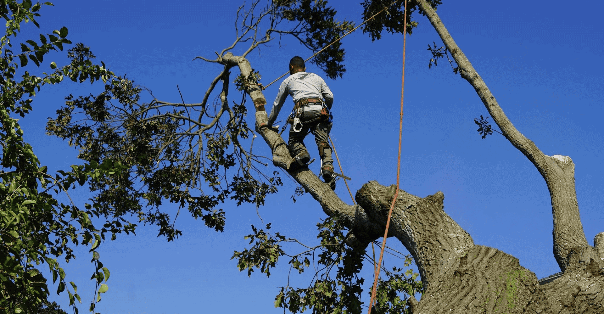 Nassau County Tree Trimming