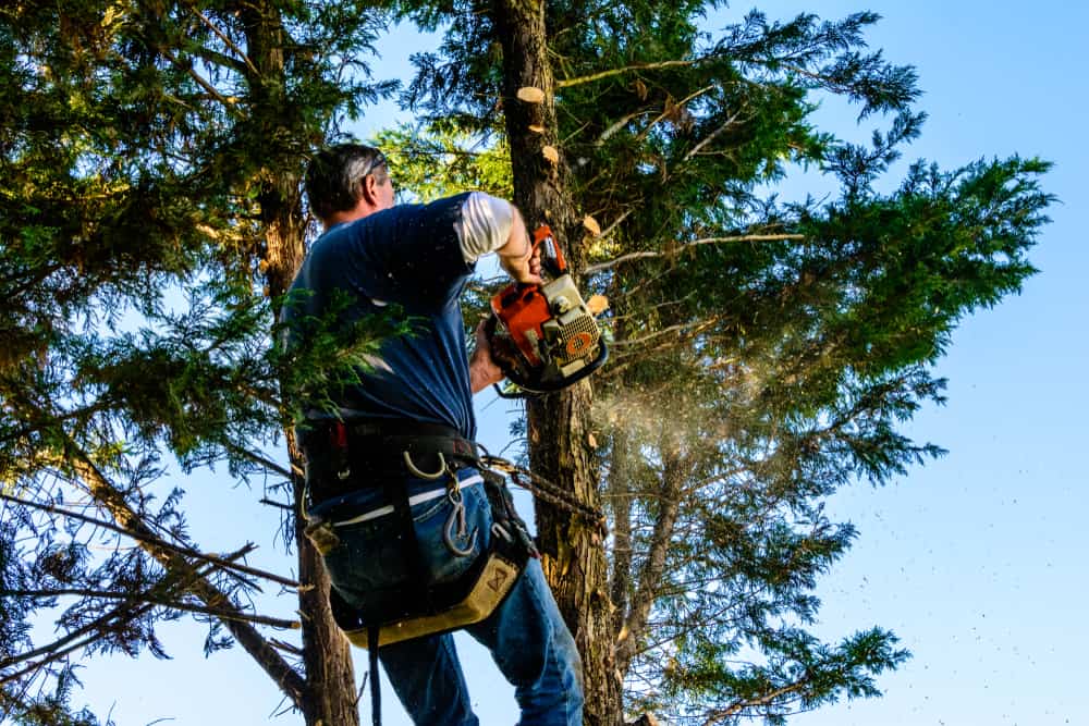 Suffolk County Tree Removal