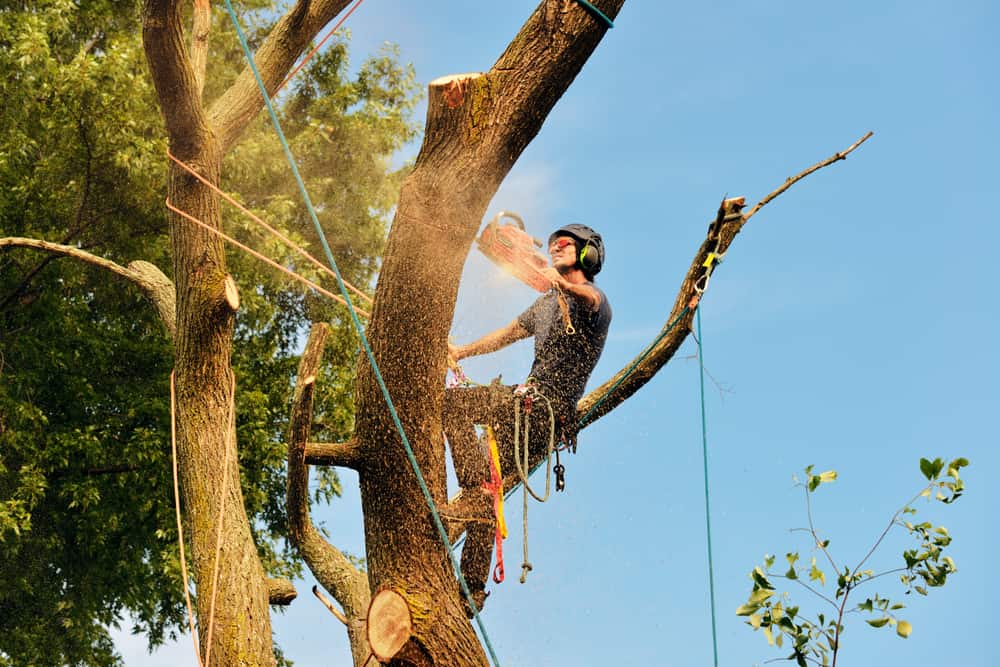 The Importance of Tree Removal: Why You Should Consider It