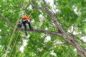 Nassau County Tree Removal