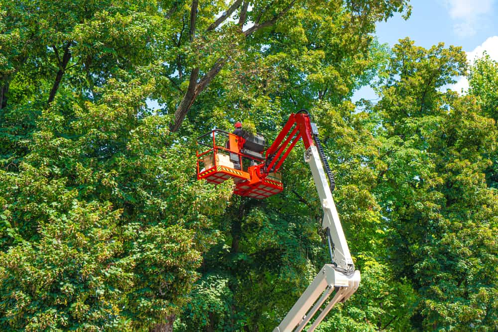 Nassau County Tree Company